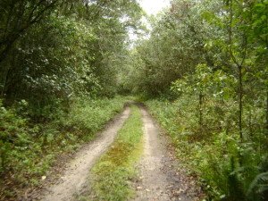 Estrada Ecológica do Guaraguaçu