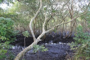 Parque Natural Municipal do Rio Perequê